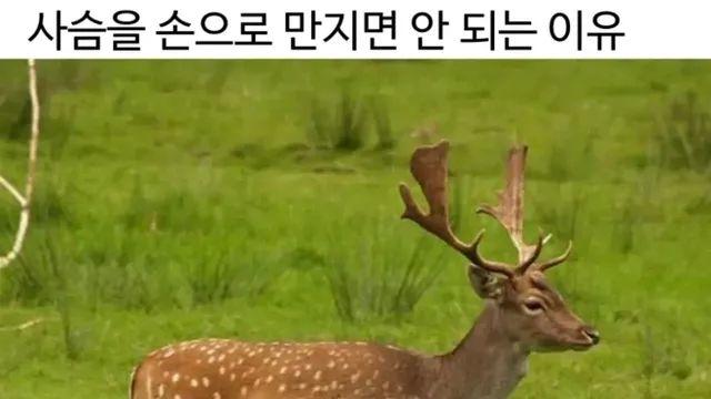 사슴을 손으로 만지면 안되는이유,,
