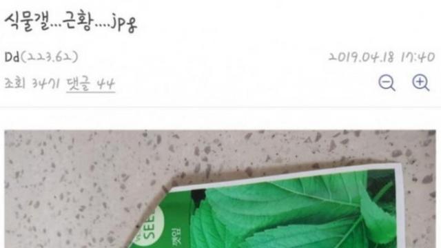 내손으로 집에서 직접 키우는 깻잎.