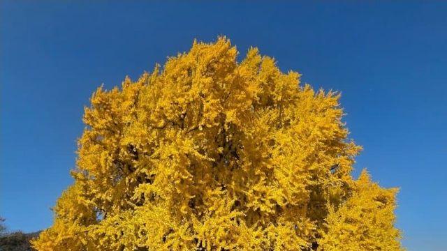 원주 반계리 대왕 은행나무 근황