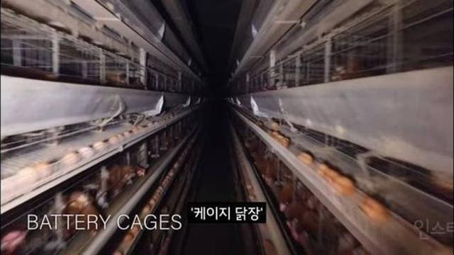 난각번호 4번 닭의 환경.documentary