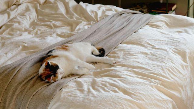 고양이와의 이별 후 고양이가 늘 있던 자리에 누웠다