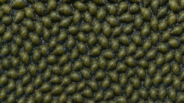 무려 880000마리 바글바글…최근 양구 하천에 떼로 풀린 '이 생명체' 정체