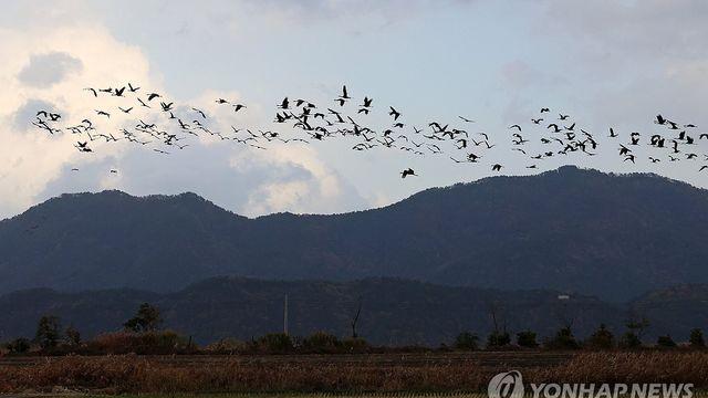 '순천만 흑두루미 연구' 국제학술지 등재…서식지 관리 분석