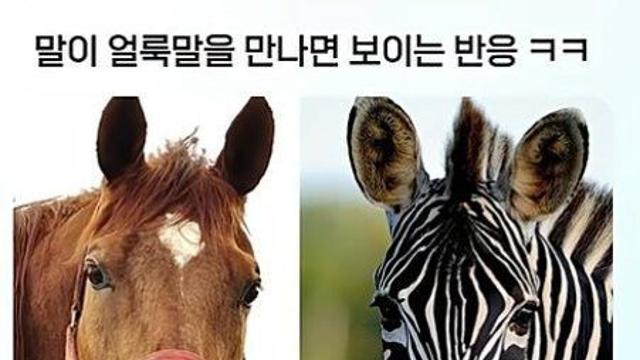 말이 태어나서 처음으로 얼룩말을 보고난 반응