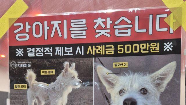 성수역에서 본 댕댕이찾는 전단지