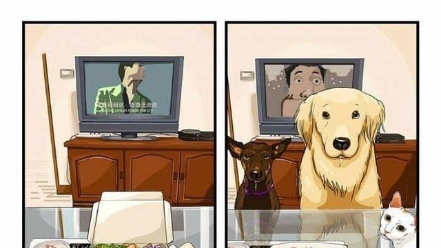 강아지 키우기 전후