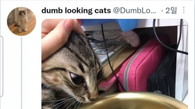 고양이도 참기 힘든 K-음식.