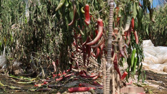 잦은 비에 고추·고랭지감자 생산 감소…일조량 늘며 참깨는 20%↑