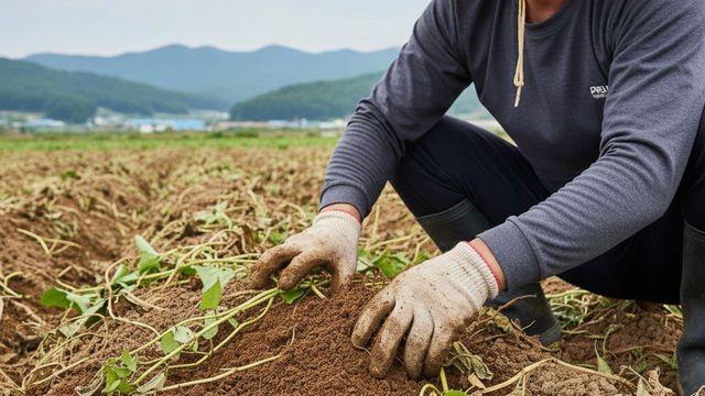 부드럽고 달콤한 맛…1.5톤 농가에 '무상'으로 풀리는 '국민 식재료'
