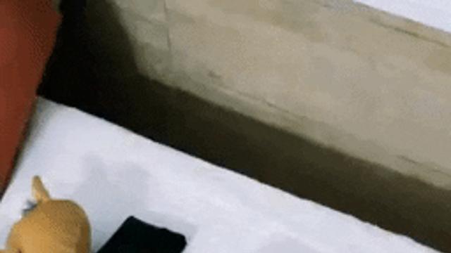 숨은 냥이 찾기.