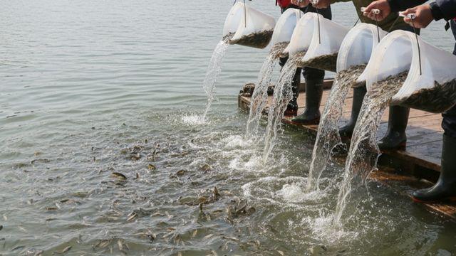 보양 식재료인데…충남 예산서 50만 마리 대규모로 풀린 '이 수산물'