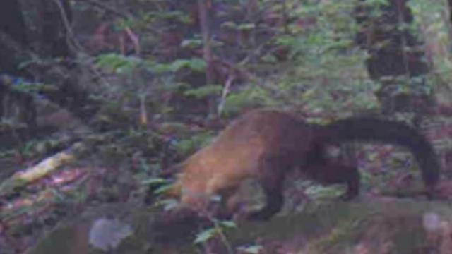 처음 있는 일…멧돼지까지 잡아 먹는데 한 쌍 발견된 '멸종위기 동물'
