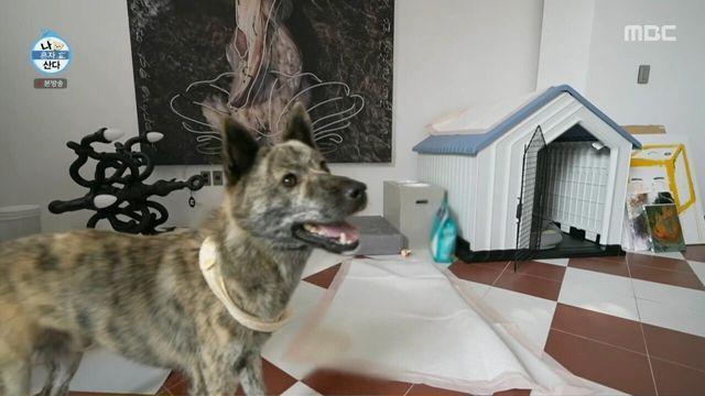 할아버지가 키우던 진돗개 입양한 박나래 근황