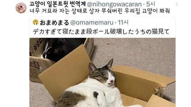 고양이를 담기엔 부족했던 박스