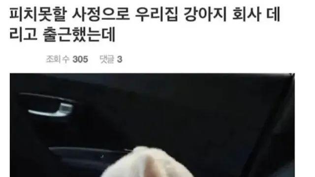 피치못할 사정으로 회사에 강아지 데려간 직원
