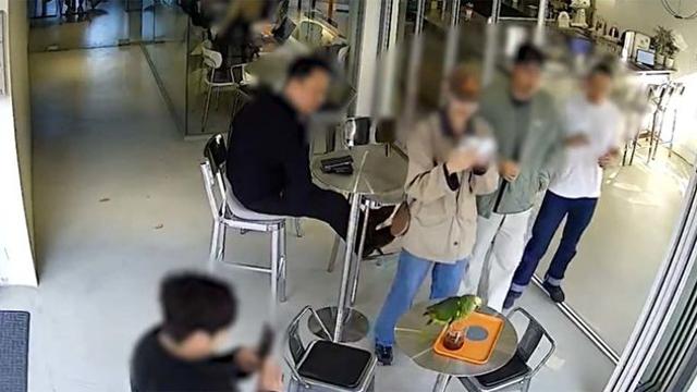 영등포 카페서 발견된 멸종위기 앵무새... 주인 안 나타나는 이유, 이거였나