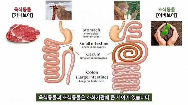 [스압] 인간은 육식을 하도록 진화해왔다는 의학적 증거,,