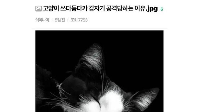 고양이가 쓰다듬을 받다가 갑자기 공격하는 이유