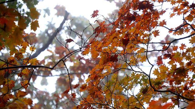 대전·세종·충남 대체로 흐려…낮 기온 17∼19도