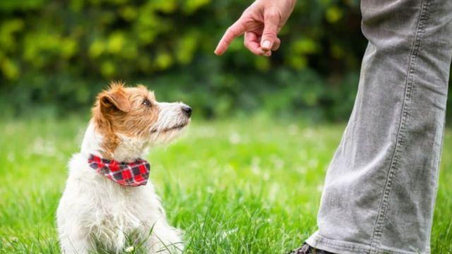 “우리 강아지, 훈련이 안 되는 문제가 아니었다