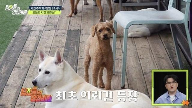 “미납금 1천만 원 이상” 반려견 맡기고 잠적한 견주…고의 회피 의혹? (‘탐비’)