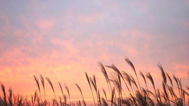 [김시행의 詩·畵·音] 44  사랑의 괴로움과 희망을 노래하다