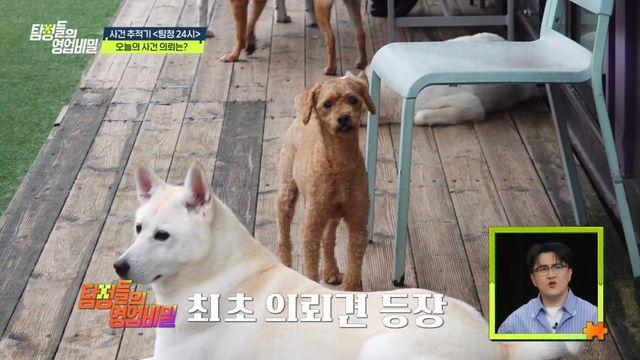 '영업비밀' 2년 8개월 전 반려견 맡기고 사라진 견주, 고의 회피 의혹?