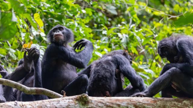 암컷 보노보의 집단 폭력…'평화의 영장류' 통념이 흔들리다