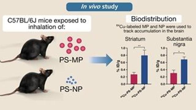 나노플라스틱, 미세플라스틱보다 ‘뇌 손상 및 신경 염증’ 더 유발 세계 최초 확인
