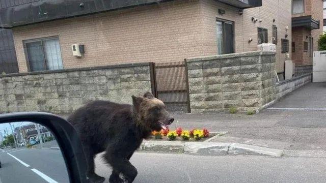 점점 더 곰이 많이 보이고 있다는 일본 상황