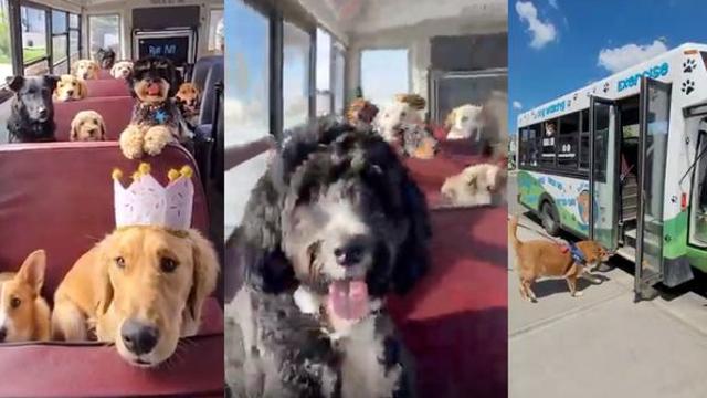 [위키뉴스] “꼬리 흔들며 등교(?)” 알고리즘 점령한 ‘멈머 스쿨버스’