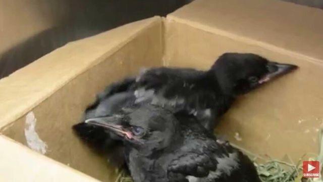 자신을 치료하고 먹이를 준 남자에게 보답한 까마귀