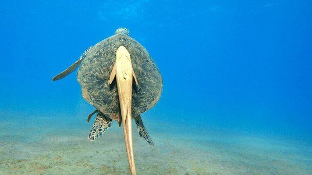 물고기들이 빨판상어가 몸에 붙어도 털어내지 않는 이유