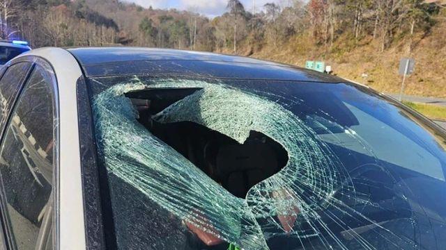 하늘에서 고양이가 뚝↓ 달리던 차 날벼락…수리가 사냥감 떨어트려