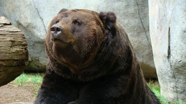 단군 신화에 나오는 곰으로 추정되는 곰