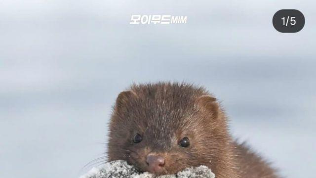 온타리오 호수에서 만난 야생 밍크