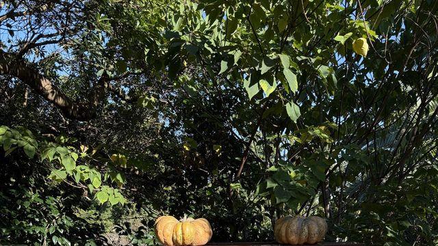 가을의 발 뒤꿈치 겨울이 보네