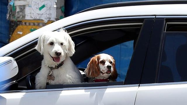 주차장이긴 한데…순천시, 자동차 아닌 '강아지' 위해 만든다