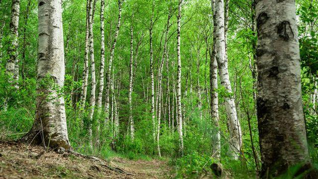 1만년 전 석기시대 10대 소녀가 씹던 ‘껌’ 발견