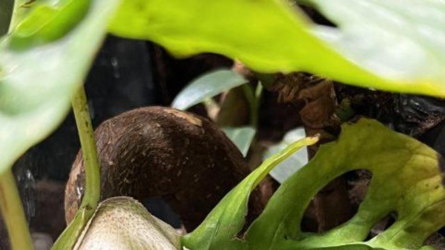 비바에 핀 버섯 요리하기