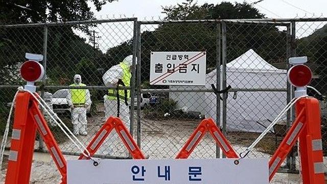 충남 당진에 아프리카돼지열병…전국 위기경보 '심각'