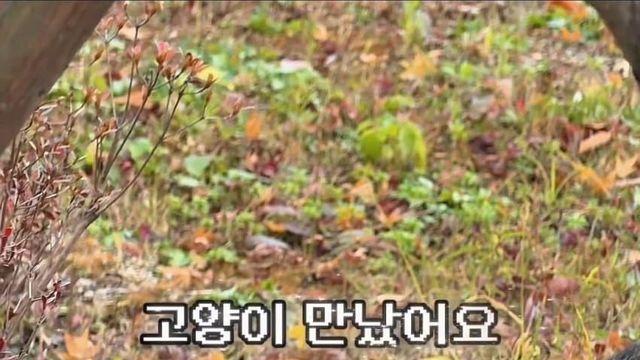 댕댕이 산책하다 만난 고양이