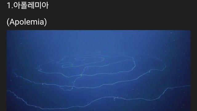 세계에 존재하는 신기한 생물들