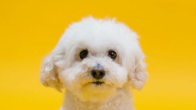 반려동물, ‘이시봉’의 짧고 투쟁 없는 삶에 관하여...