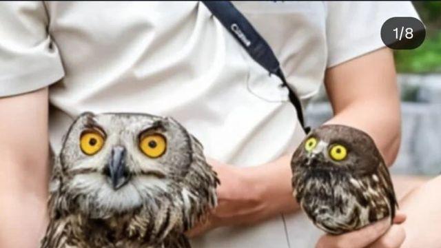 수리부엉이와 솔부엉이의 차이점