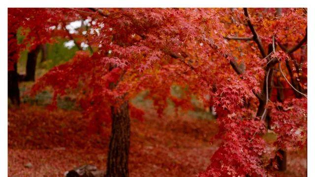 수원/탄도항, F2AS/오존 FW45