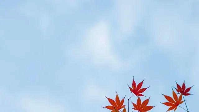 시골쥐 동대문 마포 28mm 새찍