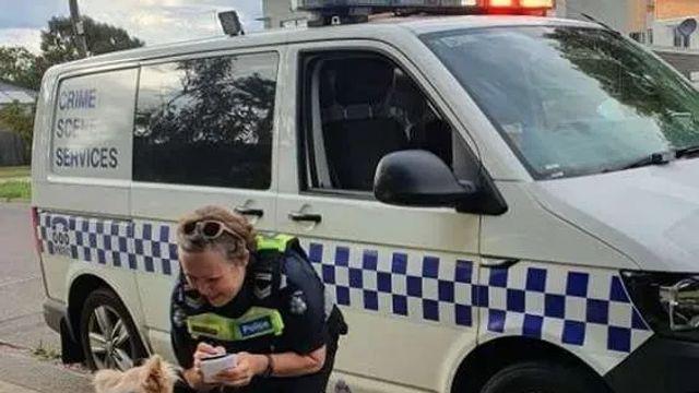 무면허 멍멍이 운전을 적발한 오스트레일리아 경찰,,