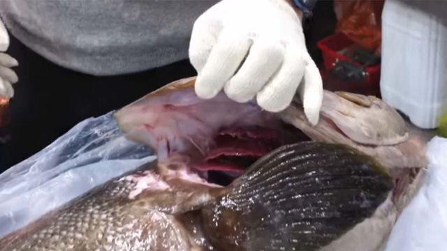 너무 비싸 별명이 '생선계 샤넬'인 한국 물고기... 제주서 초대형 개체 잡혔다