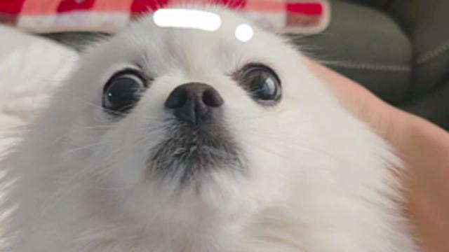 [굿즈이벤트] 매끈매끈한 강아지